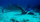 Shark and scuba diver