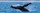 Whale watching on the leeward coast